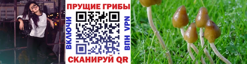 Галлюциногенные грибы прущие грибы  Купить  Куровское 